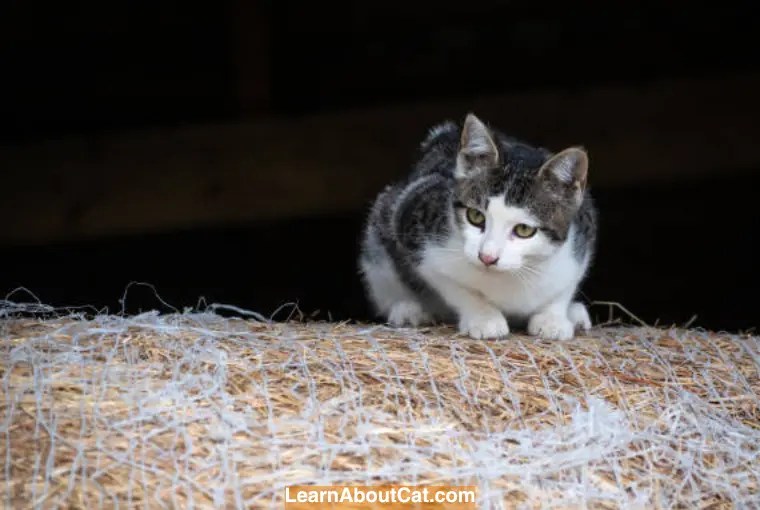 My Cat Ate Insulation What To Do Now [Answered] LearnAboutCat
