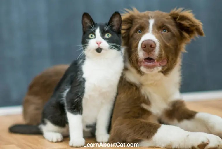 The Ultimate Guide to How to Make a Cat and Dog Get Along? (Unlocking