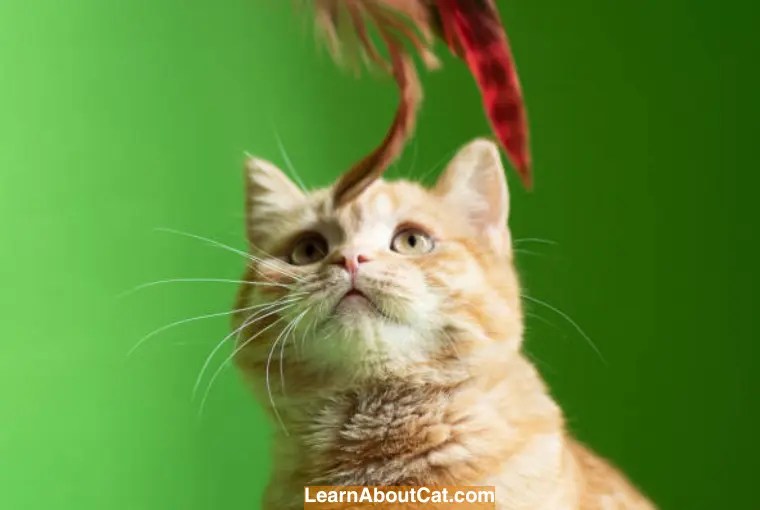 My Cat Ate a Feather What Happens When a Cat Devours a Feather