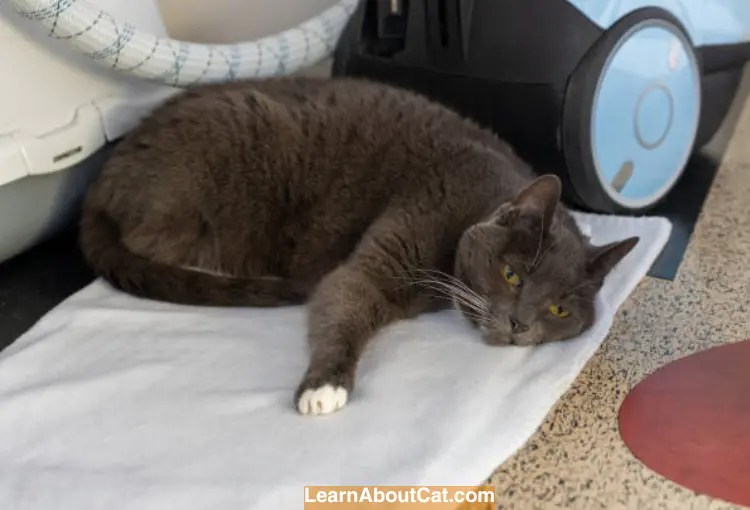 My Cat Ate a Dryer Sheet What to Do Now [Answered] LearnAboutCat