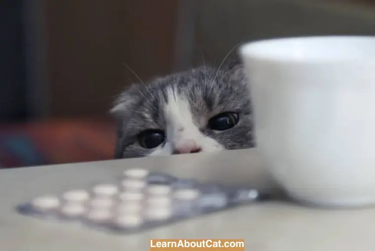 Cat Ate a Birth Control Pill What Should I Do? LearnAboutCat
