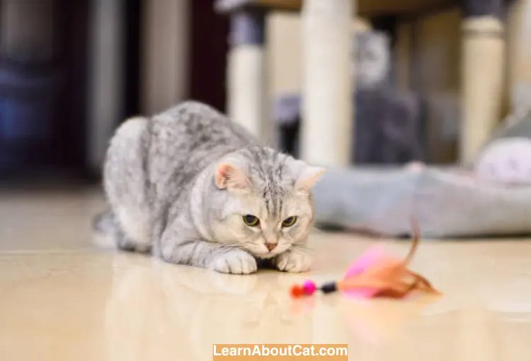 My Cat Ate a Feather What Happens When a Cat Devours a Feather
