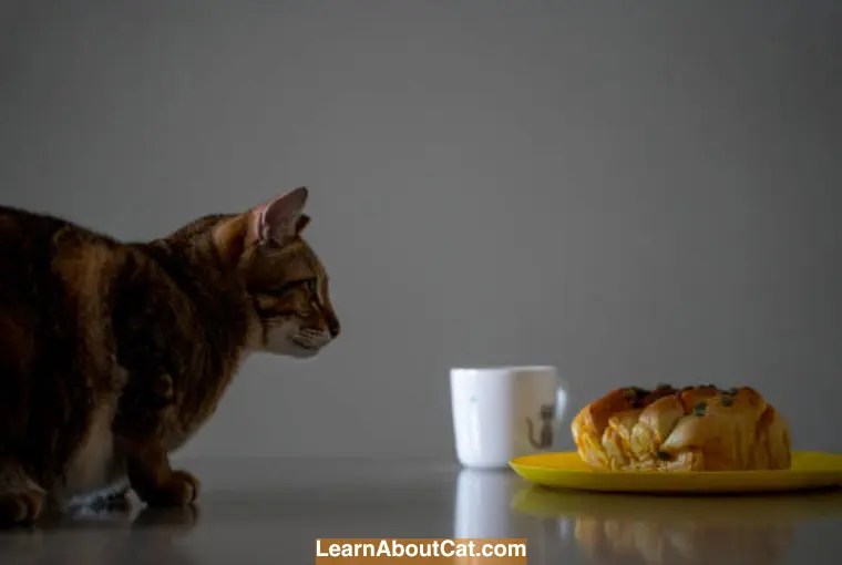 My Cat Ate My Garlic Bread What Should I Do [Answered]? LearnAboutCat