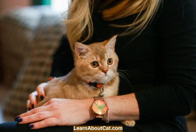 Can Cats Be Obsessed With Their Owners? Unraveling the Mystery of Cats