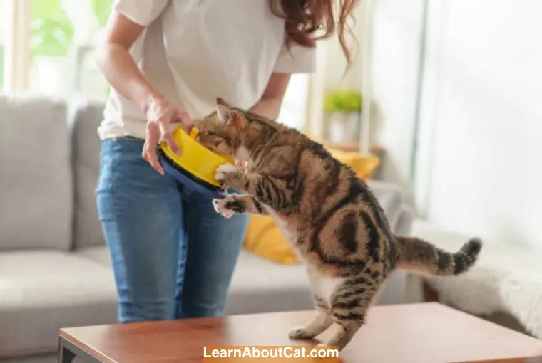 Why Is My Nursing Cat Always Hungry? [Answered] LearnAboutCat