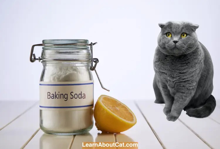 Is Baking Soda Safe for Cats? Is Baking Soda Safe to Use Around Cats