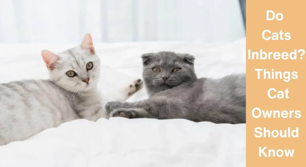 Do Cats Inbreed? Things Cat Owners Should Know LearnAboutCat