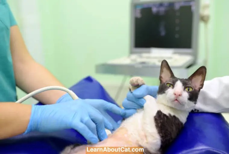 Do Human Pregnancy Tests Work on Cats? All You Need To Know LearnAboutCat