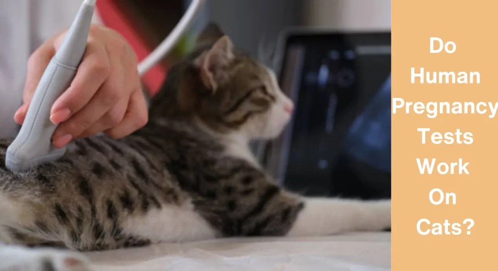 Do Human Pregnancy Tests Work on Cats? All You Need To Know LearnAboutCat