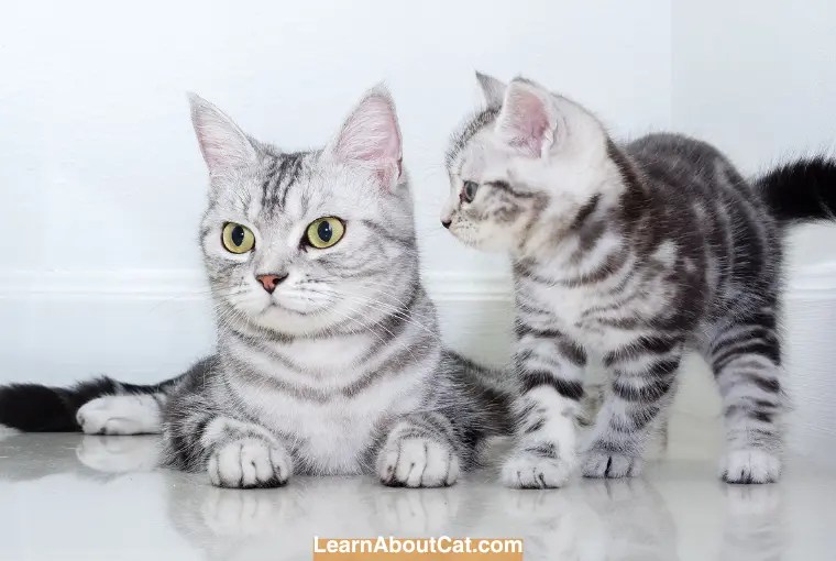Why Do Mother Cats Hate Their Kittens? [Answered] LearnAboutCat