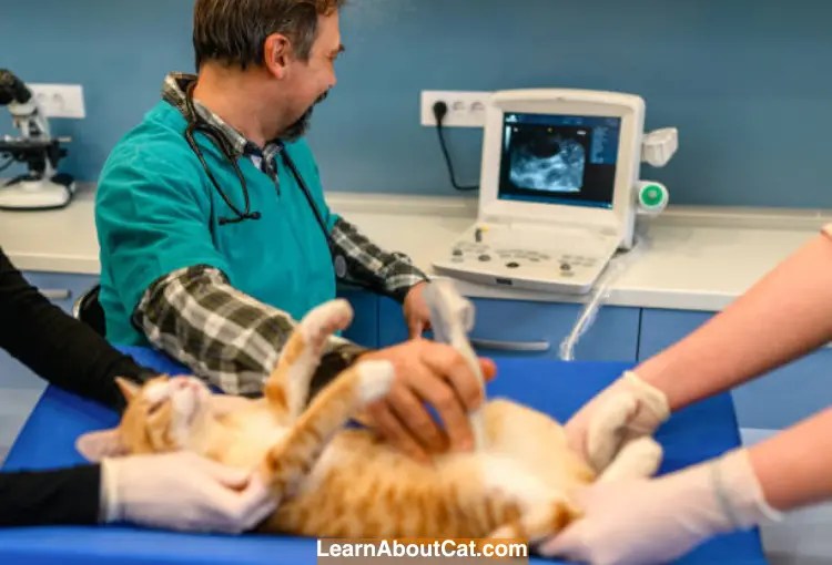 Do Human Pregnancy Tests Work on Cats? All You Need To Know LearnAboutCat
