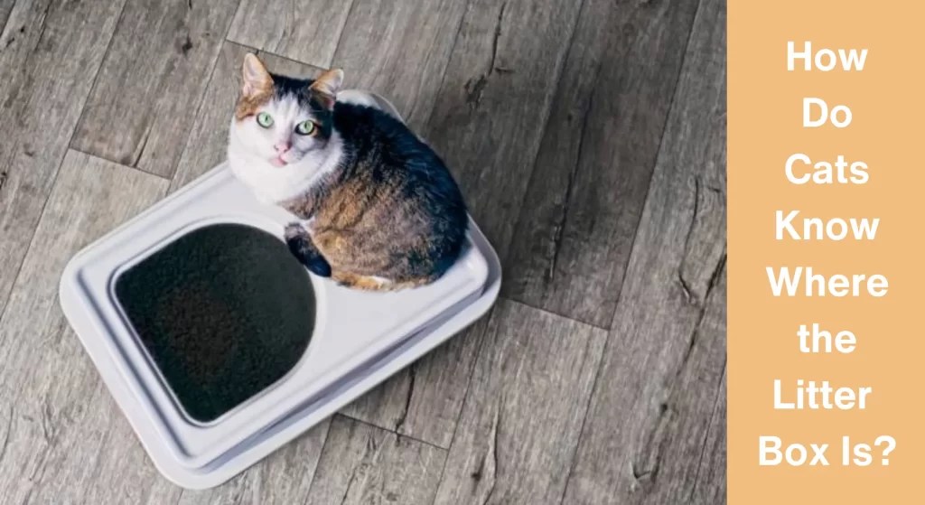 How Do Cats Know Where the Litter Box Is?[Answered] LearnAboutCat