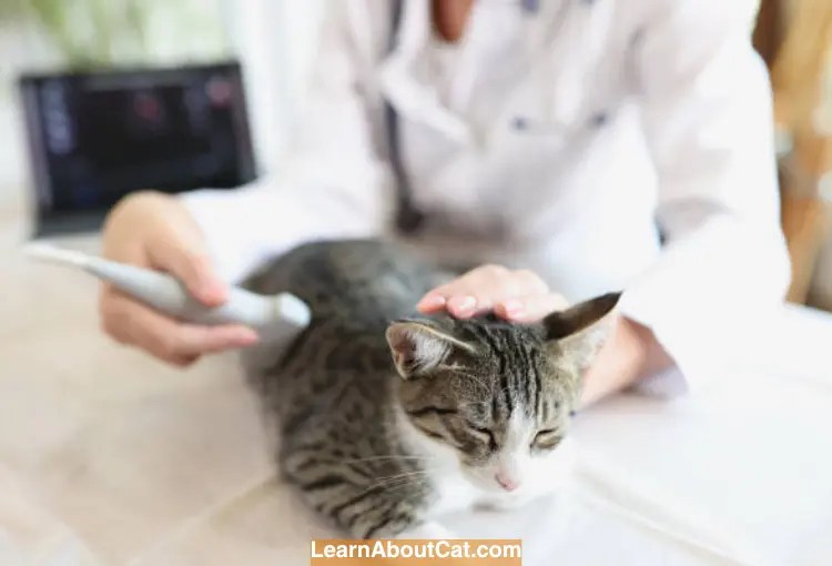 Do Human Pregnancy Tests Work on Cats? All You Need To Know LearnAboutCat