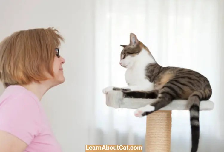 Why Is My Nursing Cat Always Hungry? [Answered] LearnAboutCat