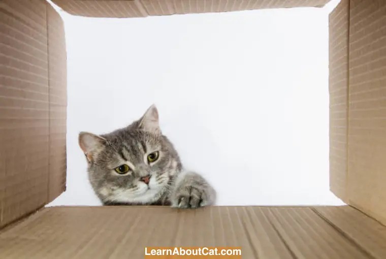 Can Cats Find Their Litter Box If You Move It? [Answered] LearnAboutCat