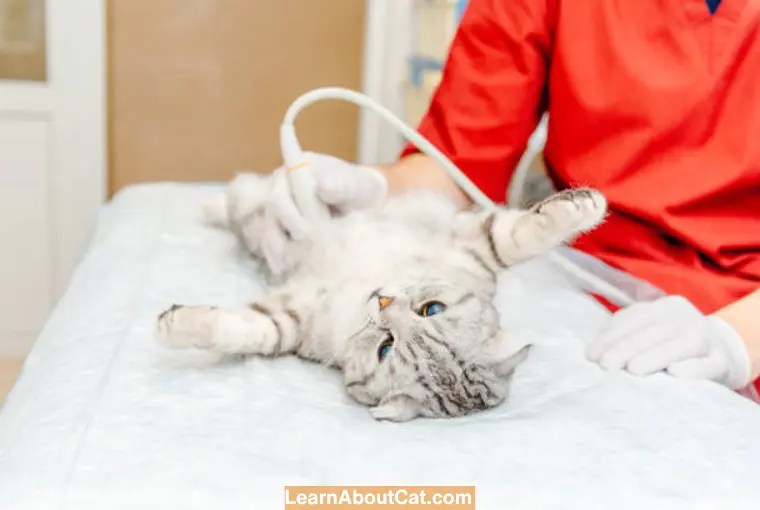 Do Human Pregnancy Tests Work on Cats? All You Need To Know LearnAboutCat