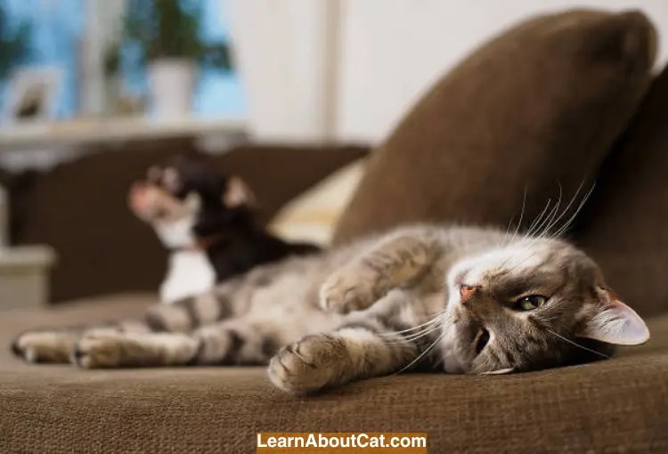 Cat Lethargic 3 Days After Spay Is It Normal? Things Cat Owners Should