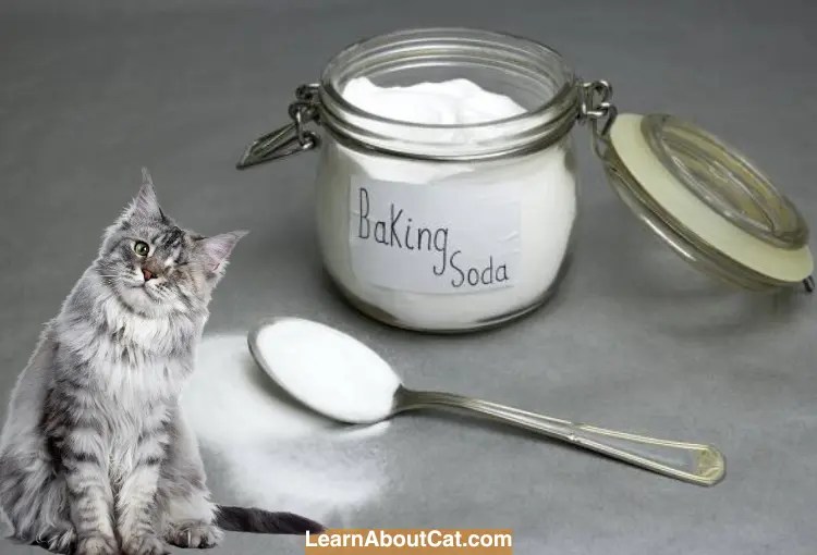Is Baking Soda Safe for Cats? Is Baking Soda Safe to Use Around Cats