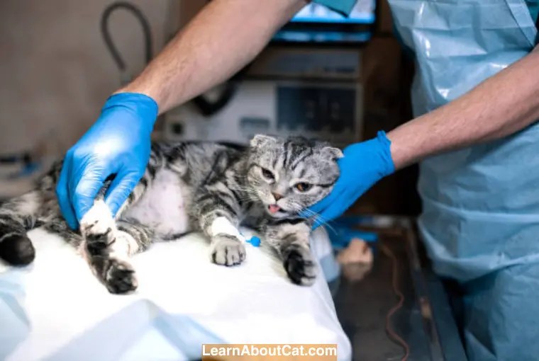 Signs of Infection After Neutering Cat How to Care and Help