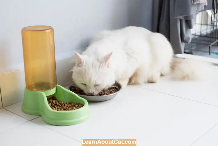 Cat Not Eating After Spay Reasons Cat Owners Should Know LearnAboutCat
