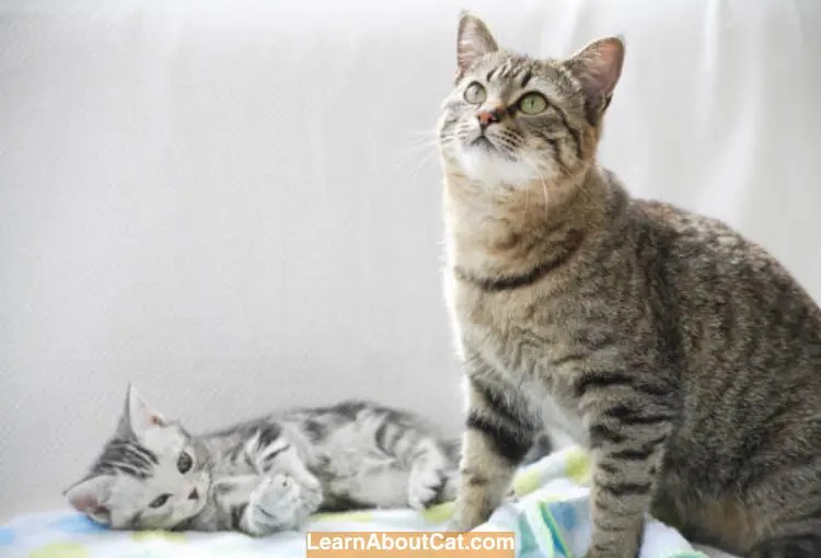 Why Do Mother Cats Attack Their Older Kittens? [Answered] LearnAboutCat