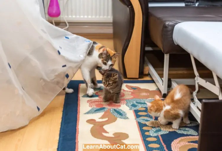Why Does My Cat Keep Moving Her Kittens? [Answered] LearnAboutCat