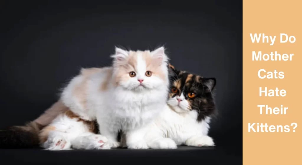 Why Do Mother Cats Hate Their Kittens? [Answered] LearnAboutCat