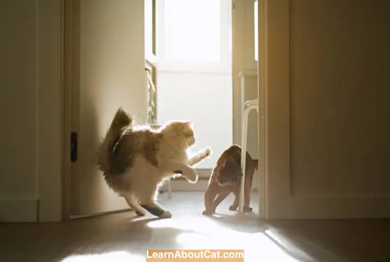 Why Do Mother Cats Attack Their Older Kittens? [Answered] LearnAboutCat