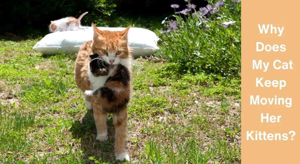 Why Does My Cat Keep Moving Her Kittens? [Answered] LearnAboutCat