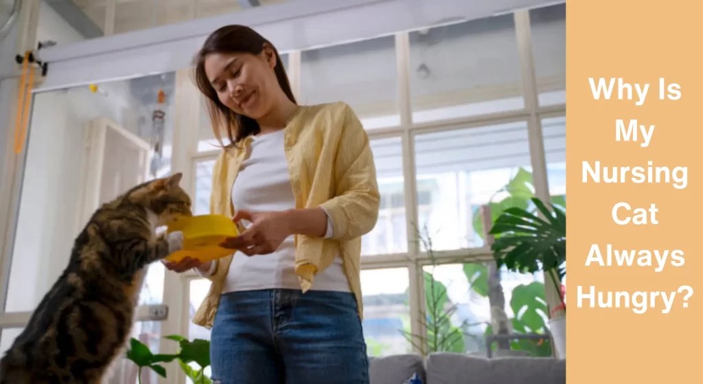 Why Is My Nursing Cat Always Hungry? [Answered] LearnAboutCat