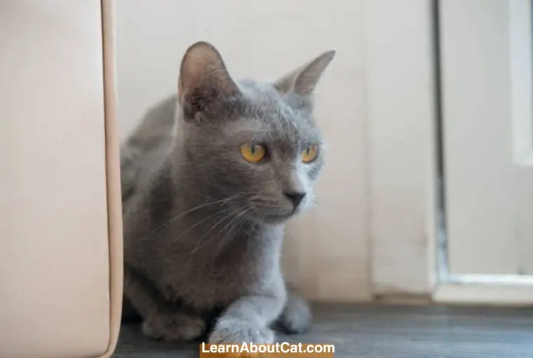Can Cats Find Their Litter Box If You Move It? [Answered] LearnAboutCat