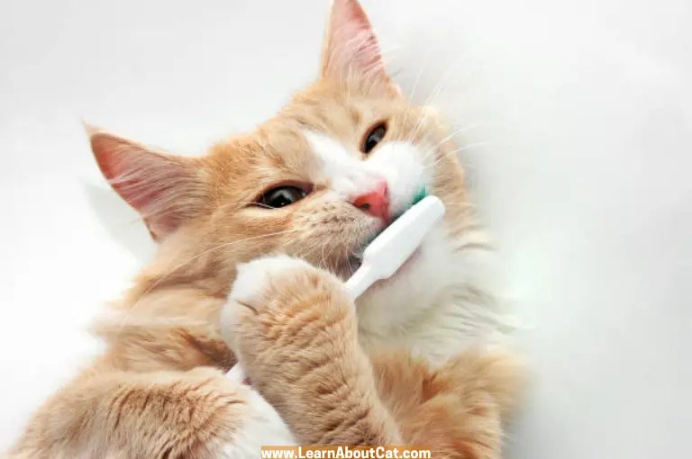 Can I Use a Human Toothbrush on My Cat? LearnAboutCat