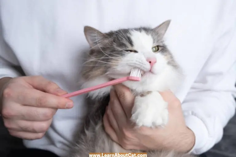 Can I Use a Human Toothbrush on My Cat? LearnAboutCat