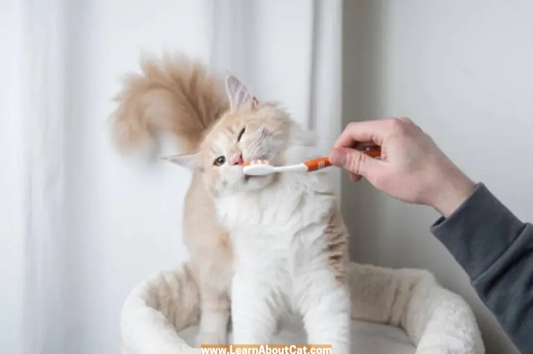 Can I Use a Human Toothbrush on My Cat? LearnAboutCat