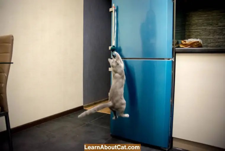 Why Do Cats Like Refrigerators?[All You Need To Know] LearnAboutCat
