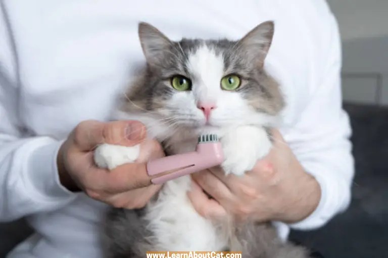 Can I Use a Human Toothbrush on My Cat? LearnAboutCat