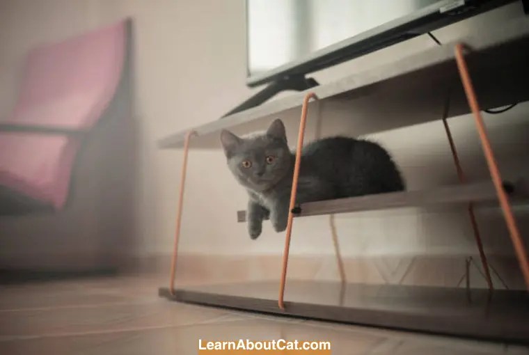 How To Stop Cat From Jumping On TV Stand?[Answered] LearnAboutCat