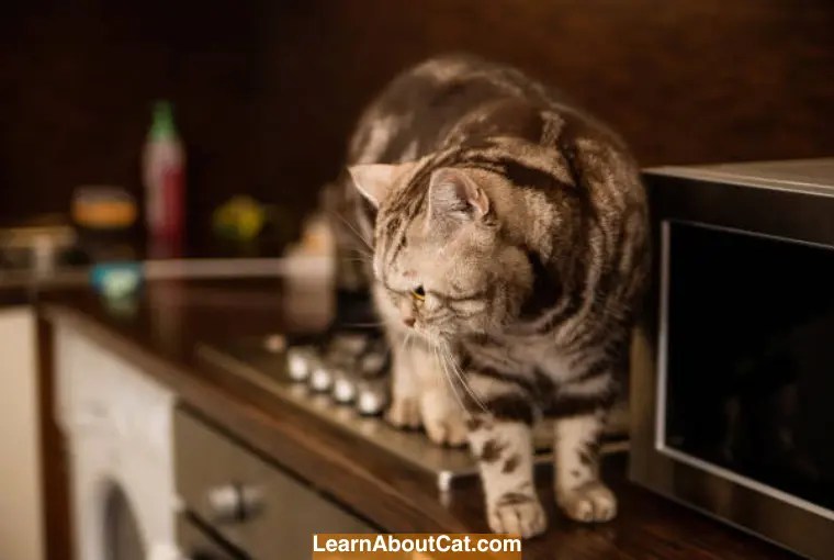 How To Keep Cats Off The Stove?[Answered] LearnAboutCat