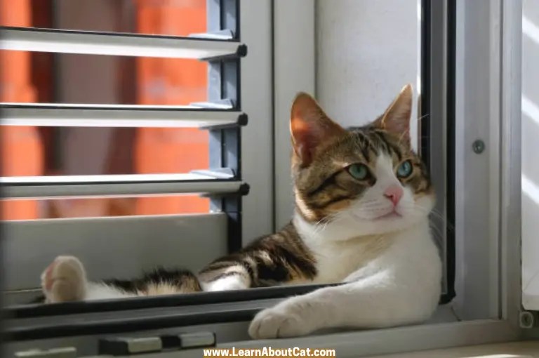 Why Cat Peed In The Air Vent? [Answered] LearnAboutCat