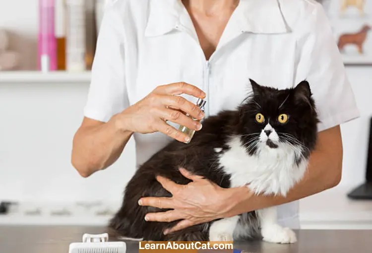 Can I Spray Perfume on My Cat? [A BIG NO NO] LearnAboutCat