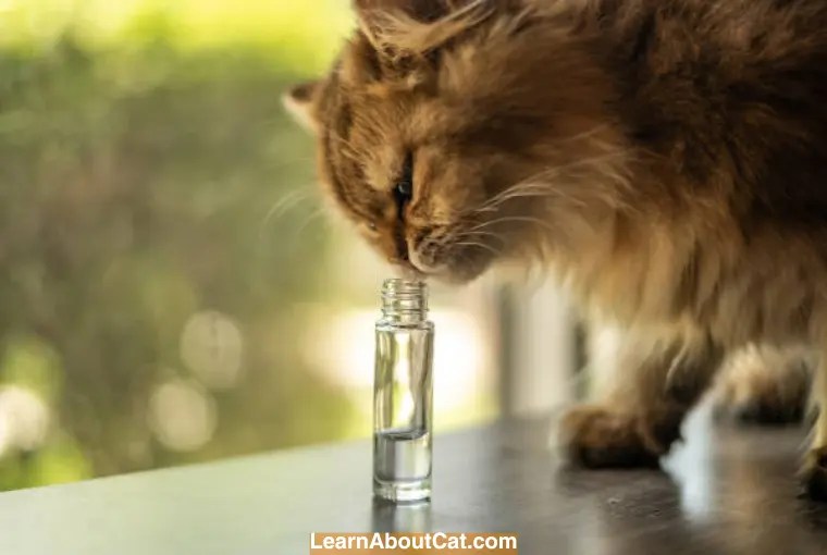 Can I Spray Perfume on My Cat? [A BIG NO NO] LearnAboutCat