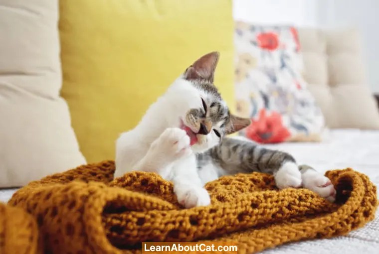 Why Does My Cat Clean Herself After I Pet Her? LearnAboutCat