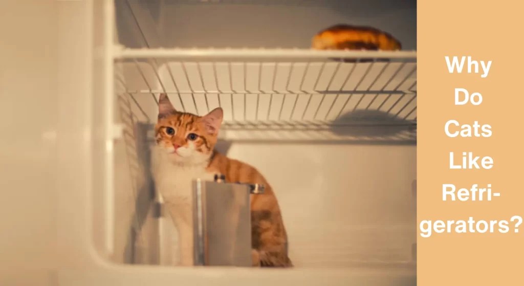 Why Do Cats Like Refrigerators?[All You Need To Know] LearnAboutCat