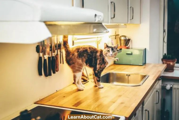 How To Keep Cats Off The Stove?[Answered] LearnAboutCat