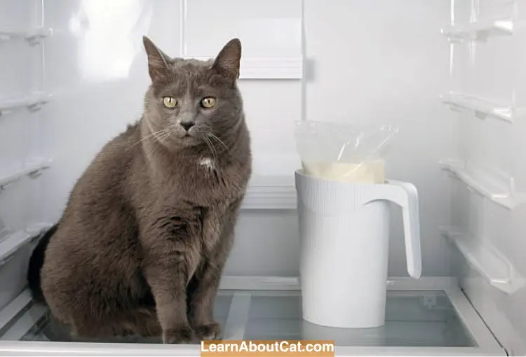 Why Do Cats Like Refrigerators?[All You Need To Know] LearnAboutCat