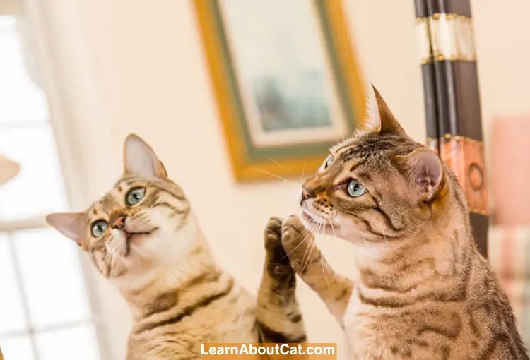 Do Cats Understand Mirrors And Their Reflection? LearnAboutCat