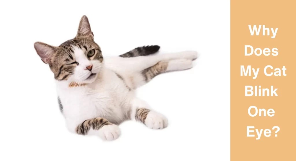 Why Does My Cat Blink One Eye?[Answered] LearnAboutCat