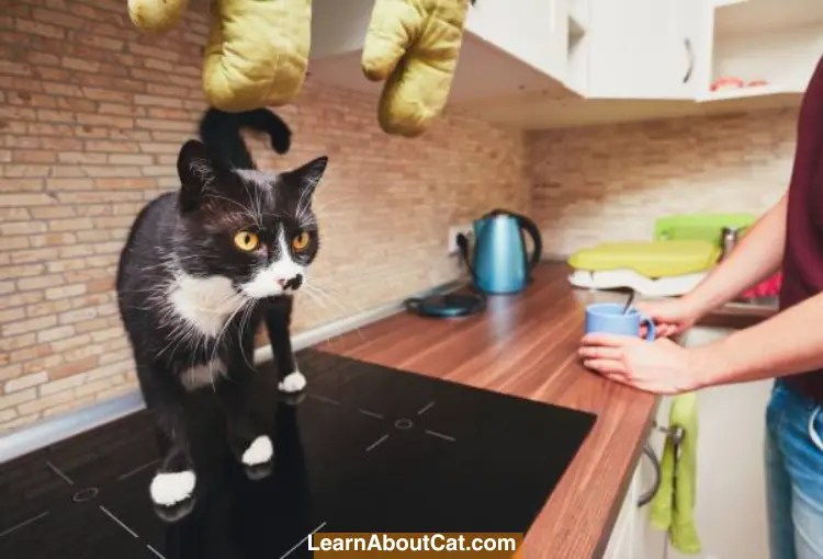 How To Keep Cats Off The Stove?[Answered] LearnAboutCat
