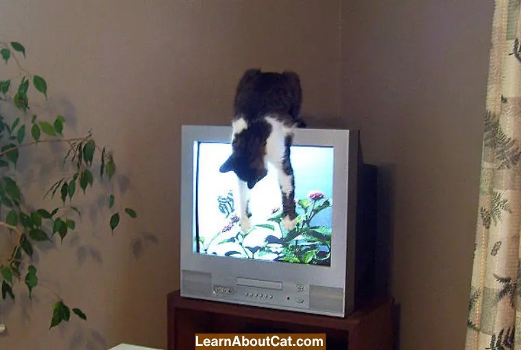 How To Stop Cat From Jumping On TV Stand?[Answered] LearnAboutCat