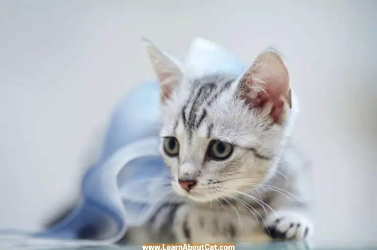 How to Make a DIY Cat Diaper? [Easy Guide] cats NINO